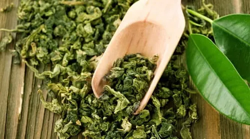 Green tea leaves ingredient used in Gluco6 supplement for antioxidant and metabolic support